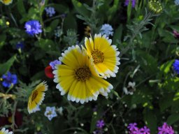 glebionis coronaria var.discolor